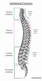 Column Vertebral Thoracic Lumbar Cervical Sacral Regions Coccygeal Vertebrae Spine Spinal Diagram Bones Sacrum Body Secondary Primary Coccyx sketch template