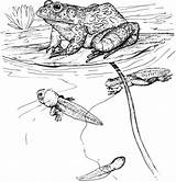 Coloring Tadpoles Bullfrog Pond Tadpole Pages Inn Getcolorings Color Popular sketch template