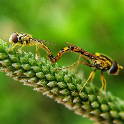 the world s most romantic gallery of insect sex