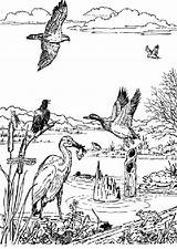 Coloring Pages Wetlands Sheets Wetland Animals Drawings Animal Sheet Estuary Sketch Visit Bird Choose Board sketch template