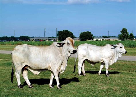 improving brahman cattle  meat quality
