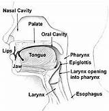 Esophagus Pharynx Nasal Larynx Anatomy Epiglottis Digestive Cavity Tongue Singing Nasopharynx Articulation Vocal Trachea Oropharynx Vestibule Throat Regions Respiratory Nose sketch template