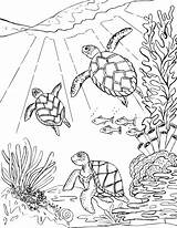 Coloring Sea Turtles Three Pages Swimming Mermaid sketch template