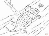 Lizard Horned Coloring Pages Texas Clipart Drawing Toad Plateau Striped Frog Lizards Printable Kids Animals Drawings Color Toads sketch template