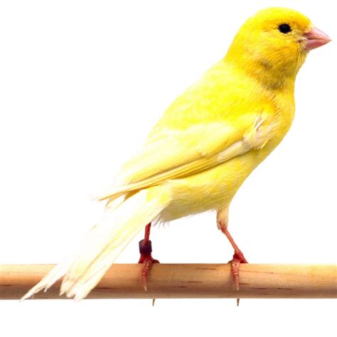 yellow canary  sale petco