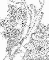 Aves Floresta Pau Pica sketch template