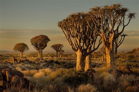 namibia africa nature landscape trees savannah shrubs sunset wallpapers hd desktop