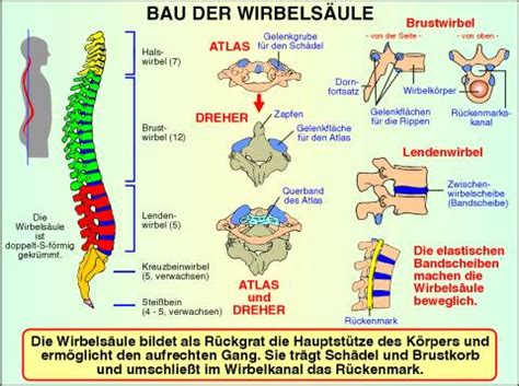 transparentsatz bau der wirbelsaeule und haltungsfehler