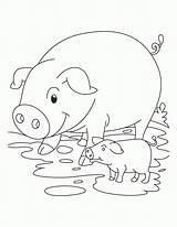 Pig Piglet Coloring Pigs Template Baby Cute Piglets Printable Templates Clip Animal Mud Pinwheel Many Getcolorings Info Premium Popular Coloringhome sketch template