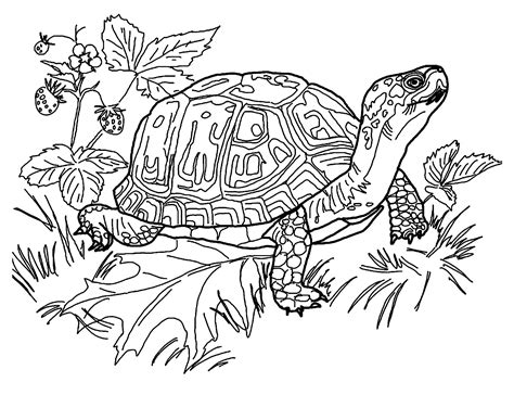 turtles   turtles kids coloring pages