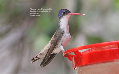 violet crowned hummingbird simple beauty birds  blooms