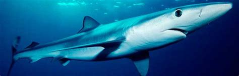 blue shark animal facts  information