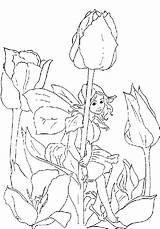 Elfen Elfjes Ausmalbilder Feen Ausmalen Elfje Malvorlage Malvorlagen Fee Tulipe Tulipes Feeen Lutin Coloriages Fairies Tulip Elfe Downloaden Een Zo sketch template