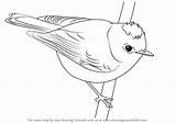 Kinglet Ruby Crowned Draw Drawing Step sketch template