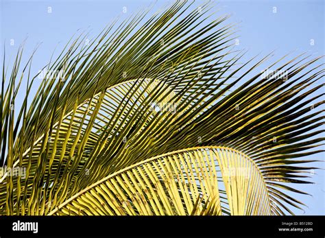 palm tree branches stock photo alamy