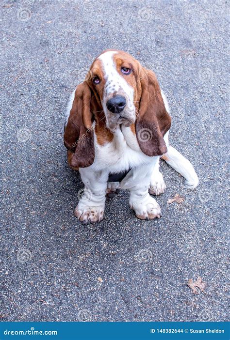 sad eyed basset hound dog stock photo image  breed