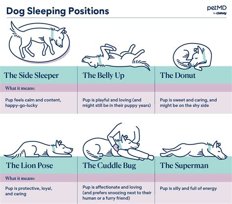 decoding  dogs sleep patterns