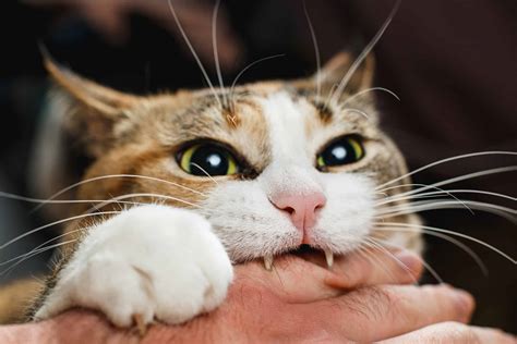 cat bites  badly linked  infection