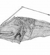 Afbeeldingsresultaten voor "dolopichthys Allector". Grootte: 170 x 122. Bron: www.fishbase.se