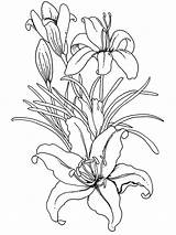 Coloring Pages Flower Adults Flowers Adult Printable Lilium Book Colouring Drawing Drawings Spring Color Sheets Books Beautiful Lily Embroidery Painting sketch template