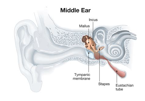 ear bones anatomy