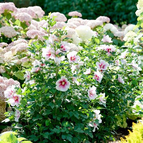 paraplu pink ink hibiscus wholesale shrub liners spring meadow nursery