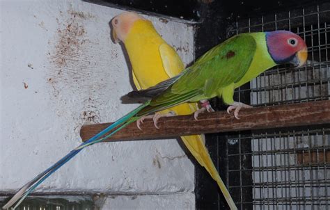 lutino parrot breeding