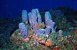 Image result for "rissoa Porifera". Size: 154 x 100. Source: hubpages.com