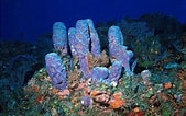Afbeeldingsresultaten voor "rissoa Porifera". Grootte: 169 x 106. Bron: hubpages.com