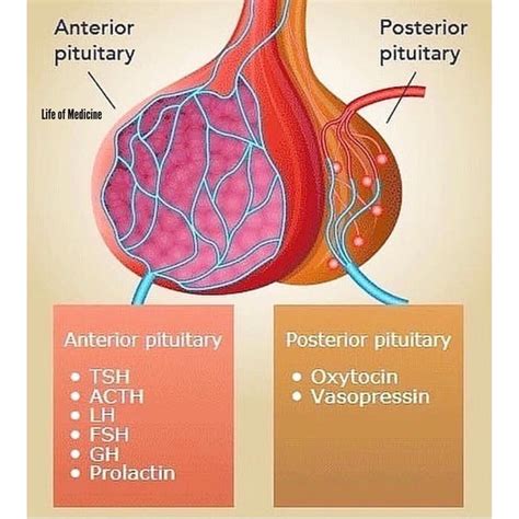hormones released   anterior pituitary gland  posterior