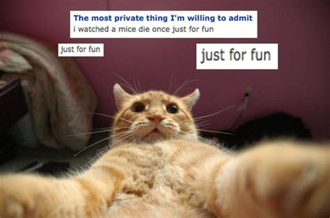 The 17 Creepiest Cats You Meet On Okcupid Kitten Pictures Funny Cat