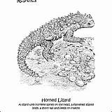 Reptiles Horned sketch template