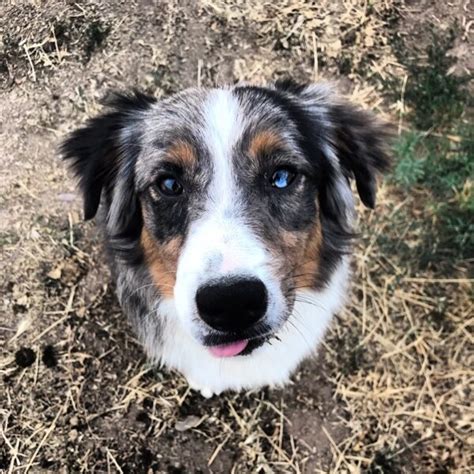 Adult Mini Aussie For Sale Creekside Kennels