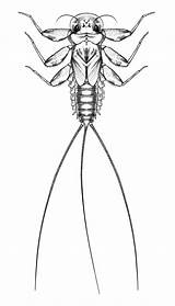 Macroinvertebrates Ephemeroptera Resources Illustration Mayflies Taxa Macroinvertebrate Weebly sketch template