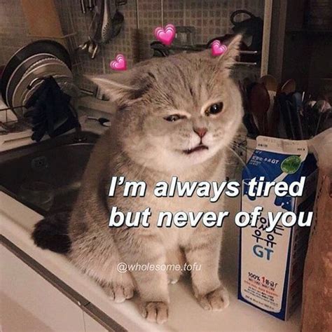 love  memes  share   sweetheart cute cat memes cute love memes uplifting memes