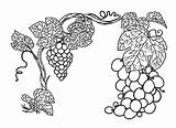 Coloring Pages Plant Grapes Thrives Color Print Luna Colorluna sketch template