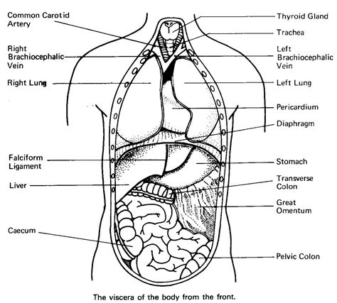 anatomy coloring pages human organs coloring page anatomy coloring