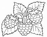 Himbeere Berries Ausmalbilder Himbeeren Bordar Ausmalen Pintar Frucht Fruteros Servilletas Repujado Verduras Laminas Fruta Bordados sketch template