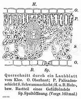 Blattquerschnitt Mikroskopische Klee Aufnahmen Zeichnung Quagga Pflanzen Botanische Systematik Mikroskopie Pflanze sketch template