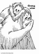 Orangutan Coloring Pages Printable Edupics Popular Large sketch template