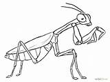 Mantis Praying Drawing Coloring Insect Draw Line Pages Drawings Google Dibujo Dibujos Sketches Para Wikihow Religiosa Search Outline Visit Dibujar sketch template