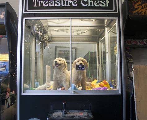 claw machine prize  puppies pawsitively pets