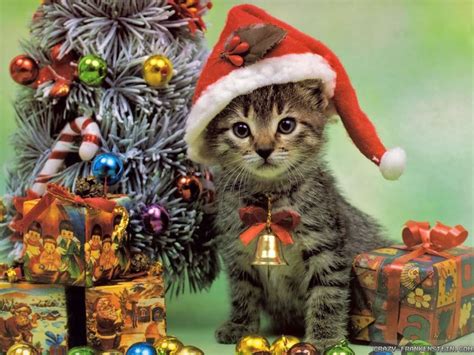 christmas kitten cats wallpaper  fanpop