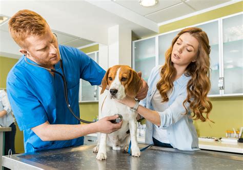 veterinarians cumberland animal hospital fayetteville nc