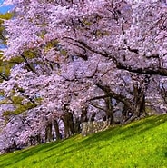 背割りの桜 に対する画像結果.サイズ: 184 x 185。ソース: nihonnotabi.com