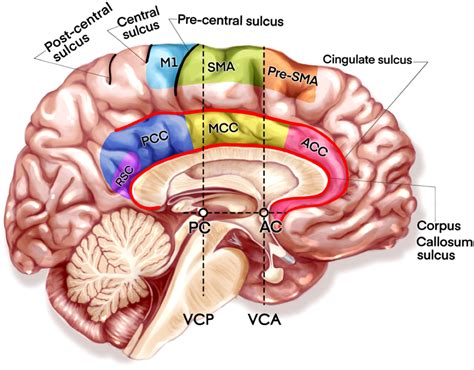 frontiers surgical techniques  function outcome  cingulate