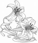 Fleur Coloriage Lys Lis Colorier Imprimer Ogrodowa Lilia Lilies Adults Blanc Dididou Kolorowanki sketch template