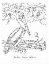 Coloring Pelican Pages Bird State Printable Brown Set Click Flanders Family Entire Beach sketch template