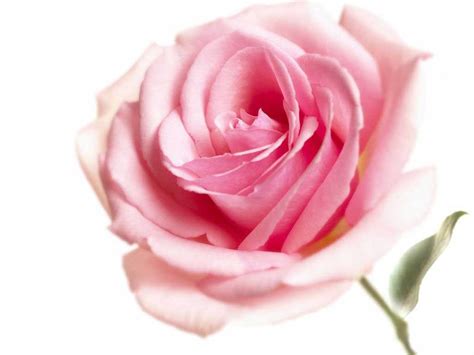 wallpapers pink rose wallpapers