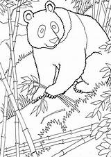 Kleurplaat Kleurplaten Ausmalbilder Pandabeer Mammals Imprimer Coloriage Kung Fu Tulamama Malvorlage Topkleurplaat Colouringpages Adults Stimmen Stemmen sketch template